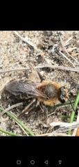 Andrena barbilabris
