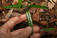 Parsonsia rotata