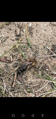 Andrena barbilabris