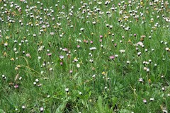 Bellis sylvestris