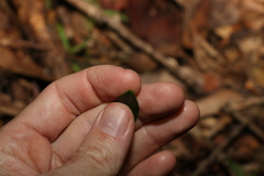 Parsonsia rotata