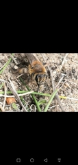 Andrena barbilabris