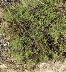 Helichrysum asperum glabrum