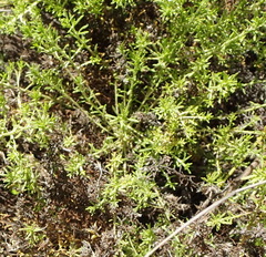 Helichrysum asperum glabrum