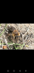 Andrena barbilabris