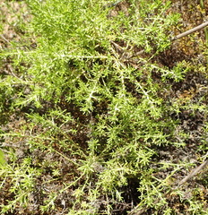 Helichrysum asperum glabrum