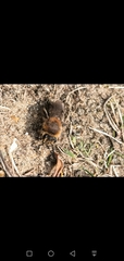 Andrena barbilabris