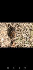 Andrena barbilabris