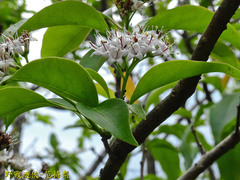 Ehretia longiflora