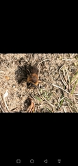 Andrena barbilabris