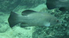 Psammoperca datnioides