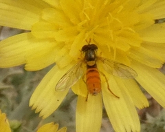 Sphaerophoria rueppellii