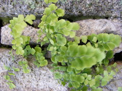 Adiantum capillus-veneris