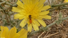 Sphaerophoria rueppellii