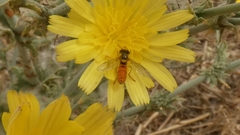 Sphaerophoria rueppellii