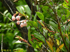 Vaccinium wrightii