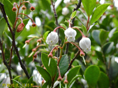 Vaccinium wrightii