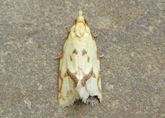 Agapeta