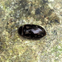 Platambus maculatus