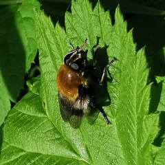 Criorhina floccosa
