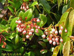 Vaccinium wrightii