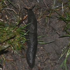 Anadenidae
