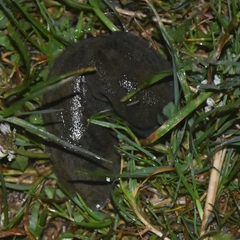 Anadenidae