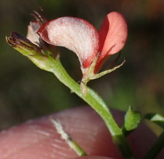 Indigofera priorii