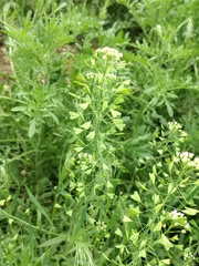 Capsella bursa-pastoris