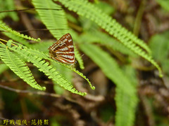 Dodona eugenes esakii
