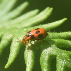 Paridea octomaculata
