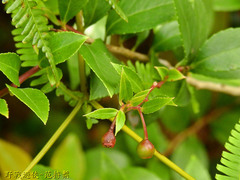 Vaccinium wrightii