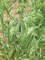 Bromus tectorum