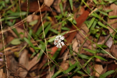 Trachymene procumbens