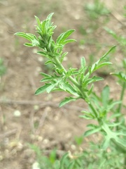 Centaurea diffusa