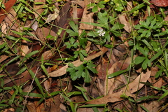 Trachymene procumbens