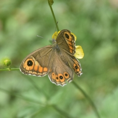 Lasiommata schakra