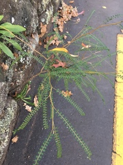 Sophora longicarinata