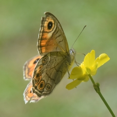 Lasiommata schakra