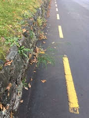 Sophora longicarinata