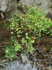 Ranunculus ophioglossifolius