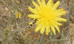 Philanthus coarctatus