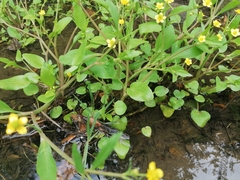 Ranunculus ophioglossifolius