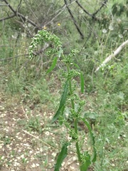 Rumex