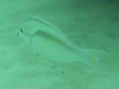 Scolopsis monogramma