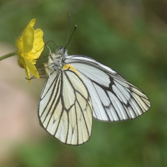 Aporia leucodice