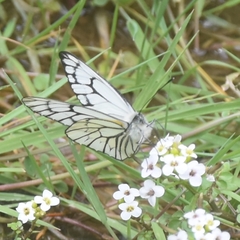 Aporia leucodice