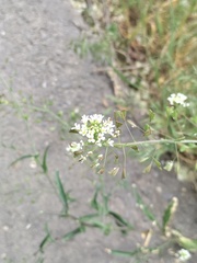 Capsella bursa-pastoris