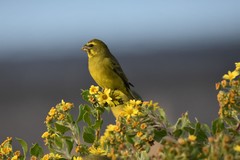 Brimstone Canary photo 4