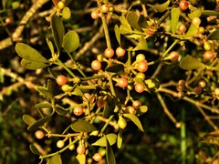 Viscum obscurum